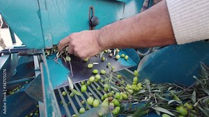 Olive sorting machine. Olive sifting machine. Human using olive sorting machine. Olives separated from their leaves