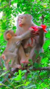 Adorable Baby Lynx Trying To Join Food With Mom Luna