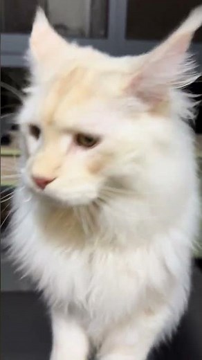 Maine Coon's Heartfelt Meow Wins Over Mine