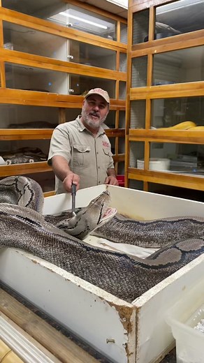 One of closest calls I’ve had! 😅🐍 I love what I do, I’d rather take a bite than lose a snake egg. I’ve dedicated many years to my job and for me this is living the dream! 🙌🏻🤩 ##reticulatedpython##python##snake##reptile