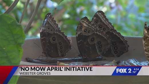 Webster Groves’ ‘No Mow April’ helps support pollinators