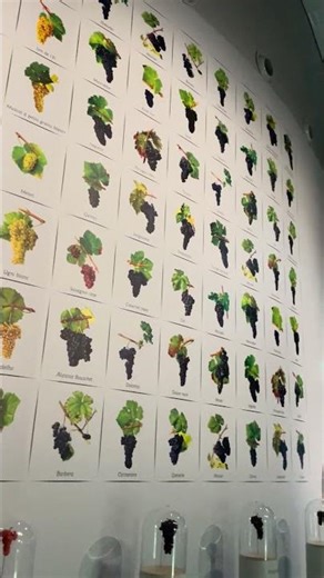 Great Wall of Grape Varieties 🍇🤯 Cité du Vin Bordeaux