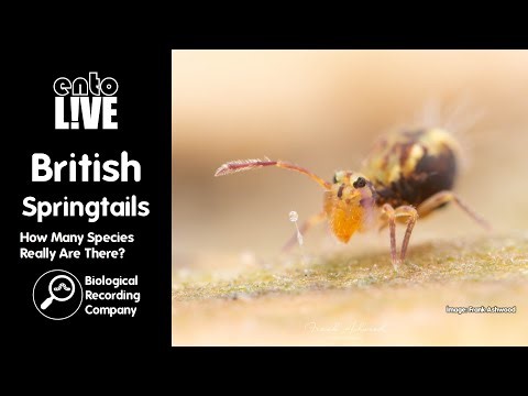 British Springtails: How Many Species Really Are There?
