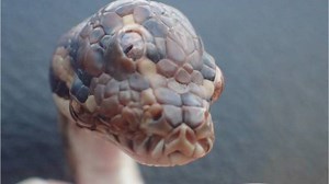 3-eyed python found in — wait for it — Australia - National | Globalnews.ca