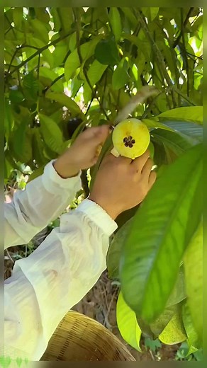 Harvesting Fresh Fruits: A Guide to Picking and Preparing