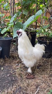 Happy Father’s Day 🐔! ✨ #happydadsday #reelsfb #adsonreels #chickenlover #fb #backyardchickens #rooster #followers #AnimalLover | My lovely Animals