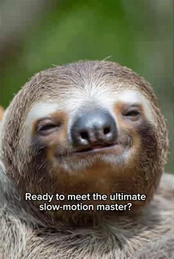 Meet the Sloth!