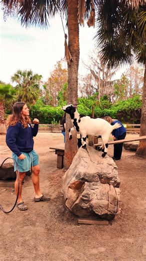 Our goats are... well, the G.O.A.Ts of hoof daps and trick jumps. 🐐😆 | Wild Florida