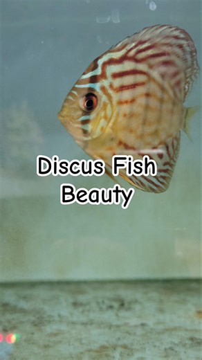 Rare & Beautiful Discus Fish 🐠✨ #discusfish #fishkeepinghobby #animallover