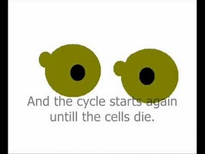 Yeast cell reproducing animation