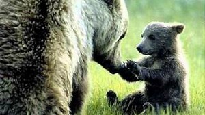 Večerníček - Méďové