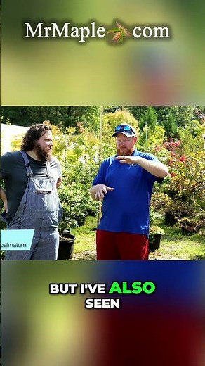 Acer palmatum 'Pixie' Perfect Colors