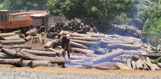 Global timber trafficking harms forests and costs billions of dollars – here’s how to curb it