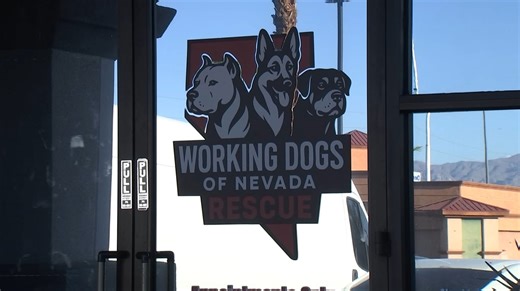 The Animal Foundation gives update on dogs seized in animal cruelty investigation