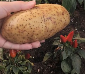 How to get rid of pests in no time! | Green Bean