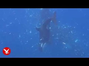 Orcas filmed pulverizing sunfish in what could be either feeding strategy or fun, scientists say