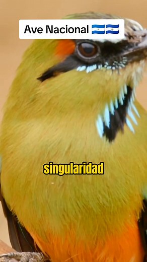 El Guardabarranco es una bella ave colorida, que se observa en las montañas y a veces en la ciudad, este pájaro es el ave nacional de Nicaragua, así lo decretaron el 27 de agosto de 1971. #nicaragua #elsalvador #guardabarranco #torogoz #centroamérica #managua #curioso #curiosidades #avesnacionales #simbolospatrios #naturaleza #SabiasQue #curioso505