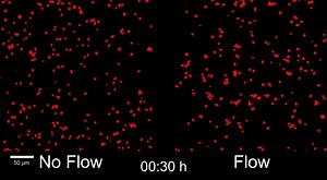 Quorum Sensing in No Flow and Flow