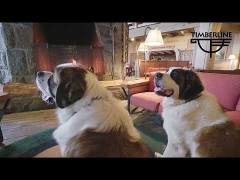 Stay the night at Timberline Lodge on Mt. Hood, Oregon. Plan your family ski vacation.