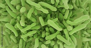 Bacillus. Bacterias flow animation. Bacillus subtilis, Bacillus anthracis, Bacillus cereus. Bacillota.