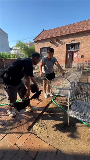Unfold & Use a Portable Chicken Runway -Easy DIY Setup #Poultry Farming #RaisingChickens #shorts