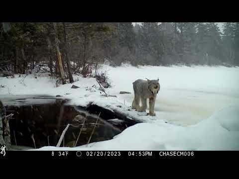 Browning Trail Cameras - Lynx Calling and Walking in the Snow