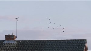 Can the swift – one of the UK’s most threatened birds – be saved?