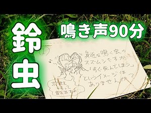 スズムシの鳴き声【90分生録音・環境音におすすめ】