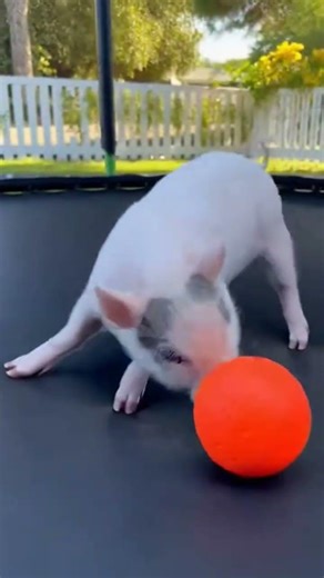 piglet playing on trampoline 🥰 #viral #shorts #piggy #pets