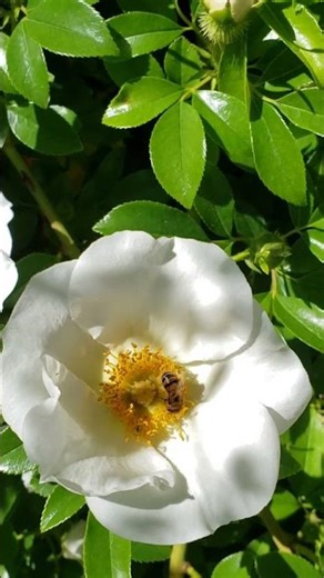 Cherokee Rose (Rosa Laevigata)