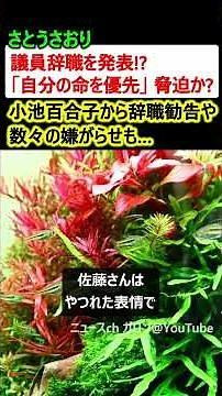 さとうさおり「議員辞職する、自分の命を優先」→小池百合子からの辞職勧告など原因か