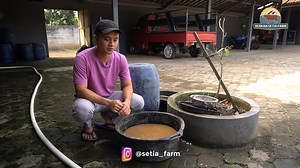 36K views · 782 reactions | Sapi ini makan komboran sisa temannya !! Marvel Sapi lucu Setia Farm | SETIA FARM | Facebook