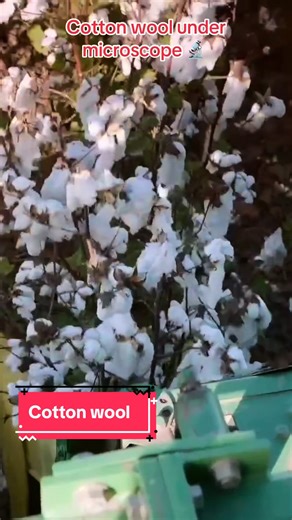 Cotton Wool Under Microscope: Exploring Its Structure