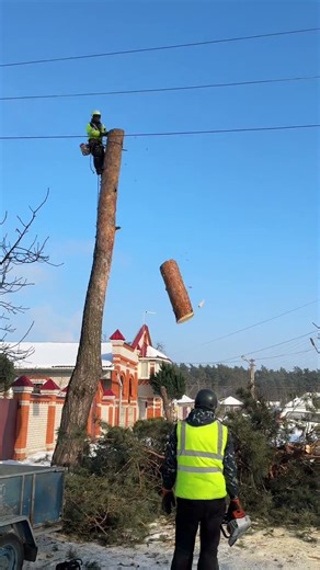 падение вершин,арбористы,дерево,пальма Falling tree tops, arborists, tree, palm tree