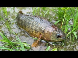 Amazing Fishing in Rainy Season | Catching Climbing Perch Fish In Rain
