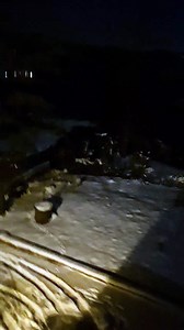 Lupi a Monte Morello, gli abitanti svegliati nella notte dagli ululati