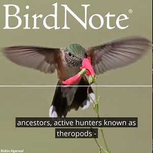 132 reactions · 39 shares | Life in the fast lane! Birds’...