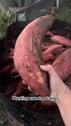 How To Grow TONS of Sweet Potatoes in a Small Space #sweetpotato #organicgardening