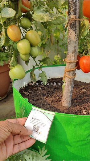 How to grow tomatoes like a pro #organicgardening #gardening #gardeningtips | Terrace & Gardening