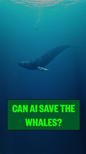 MarketWatch on Instagram: "There are roughly 370 North Atlantic right whales left on the planet, and they are vanishing fast. Could underwater robots and AI help reroute cargo ships to prevent their extinction - without driving delivery times and costs up for consumers?⁠ ⁠ Watch the full video at the link in our bio."