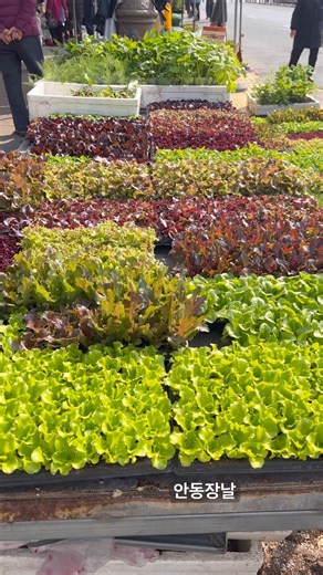 안동장날..벌써 상추모종이 많이 나왔어요 #shorts