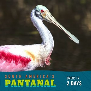 2K views · 100 reactions | South America’s Pantanal will feature over 30 bird species and includes three bird aviaries where you’ll be able to see them up close. This includes the Macaw and Curassow Aviary, Savanna Aviary, and Wading Bird Aviary, where you’ll be able to see birds like the roseate spoonbill. Reserve your spot: bit.ly/2ZBPCUM | Houston Zoo | Facebook
