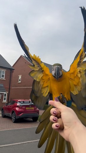 5.7K views · 10K reactions | Went to take the birds for a fly at the park, Mia slipped out at the door, so just let Mikey join her. They def had a fun time roof hopping like the old days! . . . #parrots #macaws #freeflight #freeflying | Mikey and Mia | Facebook