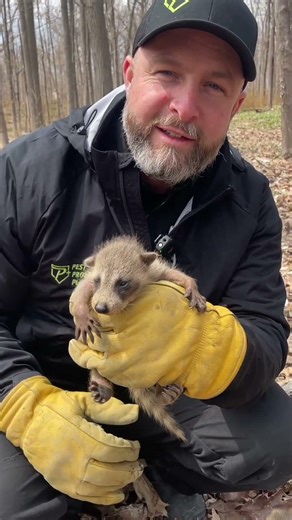 🦝 Think You Hear Something in the Attic? It Might Be This! 🏡