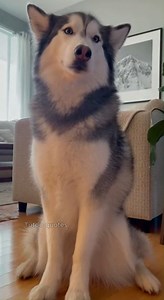 That deep stare. That slow, strong walk. This dramatic husky looks like a hero from a movie scene. Calm, powerful, and full of emotion, every second feels intense and beautiful. One look is enough to stop scrolling and make you feel the wild, loyal spirit. 🐺❄️ Note: THIS VIDEO IS AI GENERATED FOR ENTERTAINMENT #huskylife #dramatichusky #dogloversuk #viraldogs | Tutoo quotes
