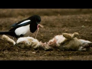 Air Rifle Hunting, Laying A Trap For Crafty Corvids