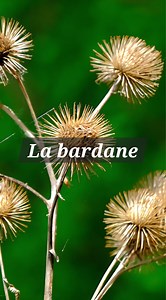 La bardane ( Arctium lappa ) est une plante fascinante, viens avec moi pour la découvrir. #plante #naturelle #medicinale #apprendresurtiktok #nature | Samir Le Moine des Bois