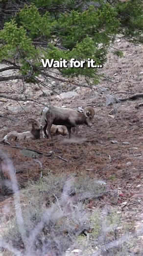 Always That One Guy: Bighorn Sheep