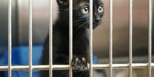 Animal welfare organizations report fake Venmo accounts stealing donations
