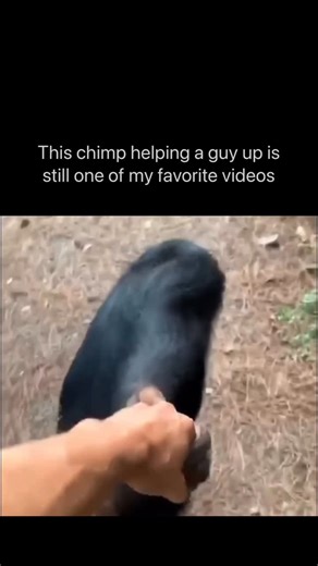 Memecascade8 on Instagram: "Chimps share 98.8% of our DNA. They use tools, solve puzzles, learn sign language, and even recognize themselves in mirrors - signs of true self-awareness and advanced thinking. It’s not just their brains - it’s their hearts. Chimps comfort each other, share food, and, like in this video, even help a man climb up to safety. It’s so cool to watch - a moment of pure, instinctive kindness. Our bond with chimps runs deeper than biology. When one reaches out to help a huma